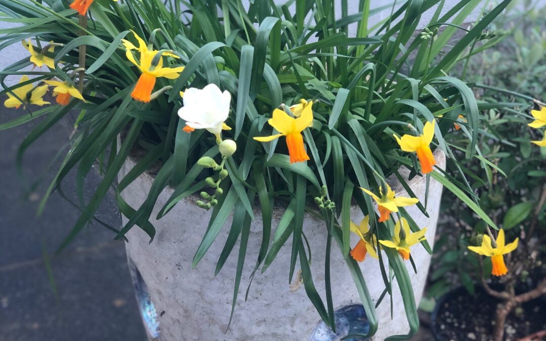 Community Housing Aotearoa Newsletter – 2 September 2025