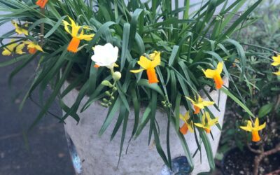 Community Housing Aotearoa Newsletter – 2 September 2025