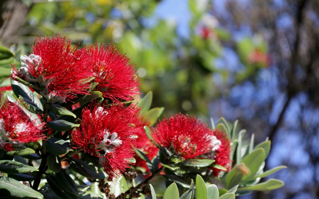 Community Housing Aotearoa Newsletter – 2 December 2025